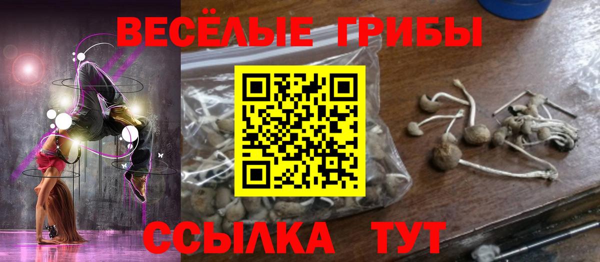 Псилоцибиновые грибы GOLDEN TEACHER  Вход с VPN  где купить наркоту  Хасавюрт 